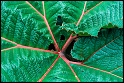 Costa Rica Leaf